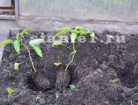 Выращивание помидоров по два корня в лунке: личный опыт Перец по 2 штуки в лунку